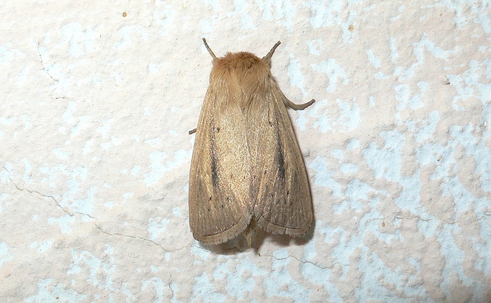 Identificazione falena 21 - Sesamia nonagrioides